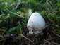Ragadós bocskorosgomba (Volvopluteus gloiocephalus), Budai-hegység
